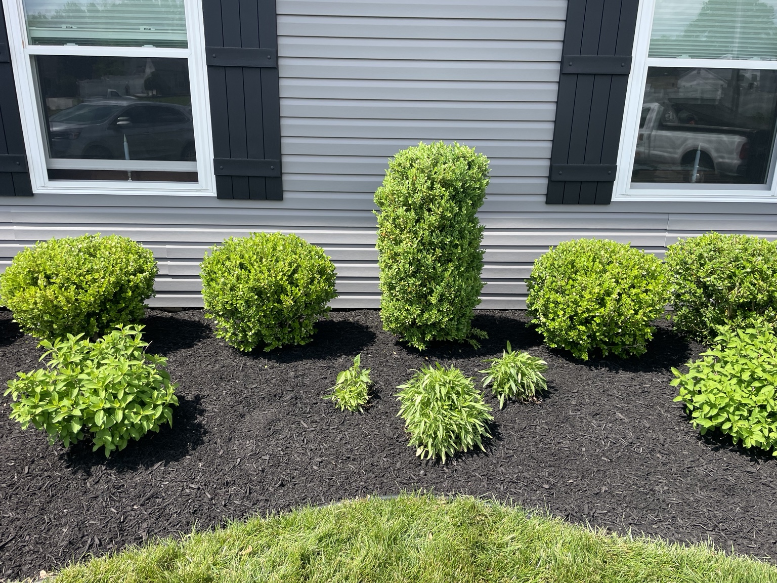 Fresh black mulch and neatly trimmed shrubs
