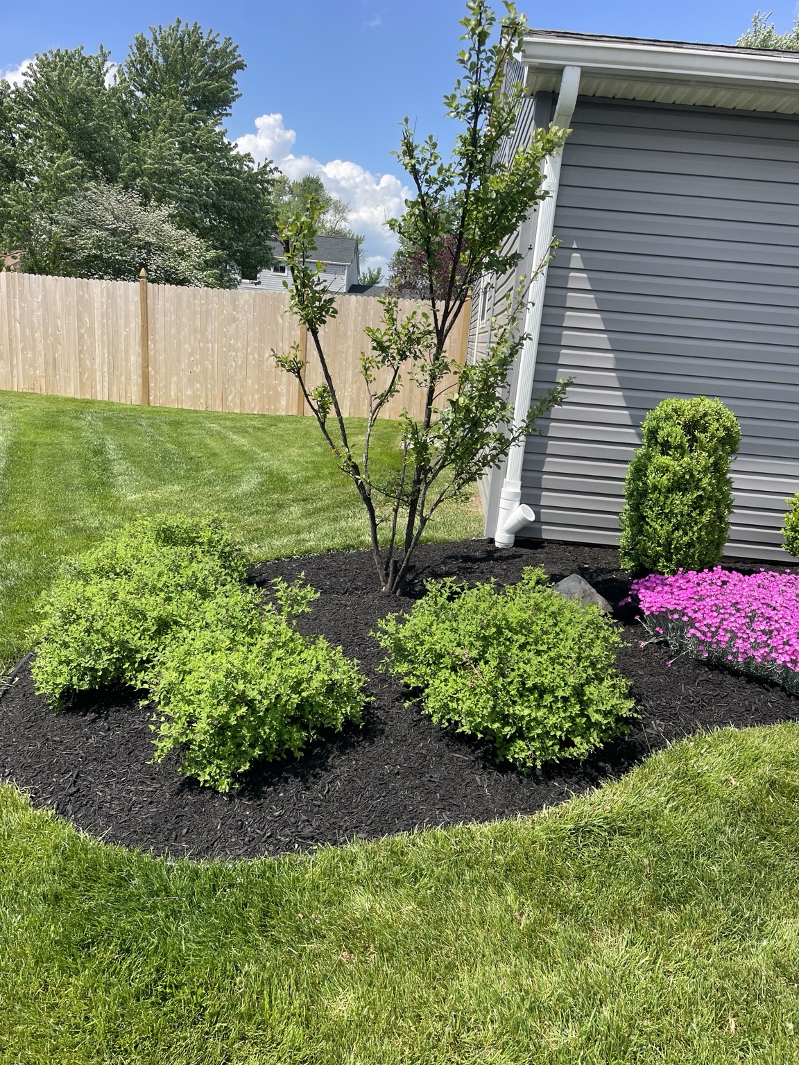 Freshly landscaped mulch bed with ornamental tree and shrubs