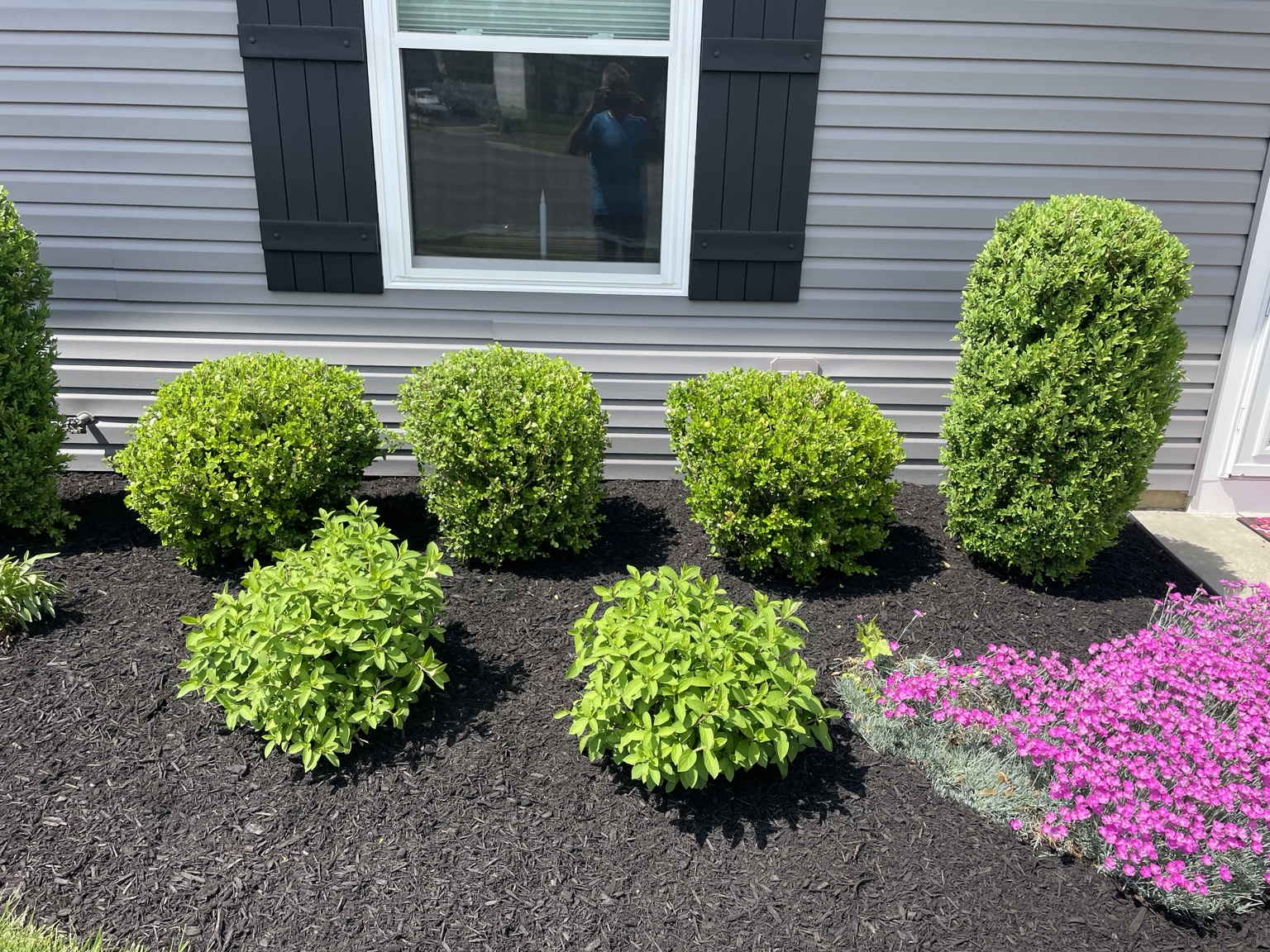 Finished black mulch bed with trimmed shrubs and pink flowers